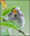 _1SB4589 yellow warbler fledge